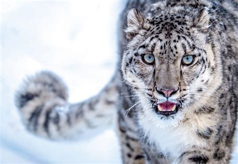 Snow Leopard - rare and mysterious creature - CM Travels