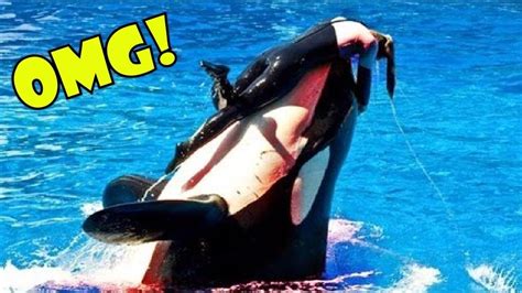 Seaworld Trainer Torn Limb From Limb By Killer Whale - vrogue.co