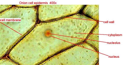 Tomato Skin Cells Under Microscope Labeled Micropedia | Images and Photos finder