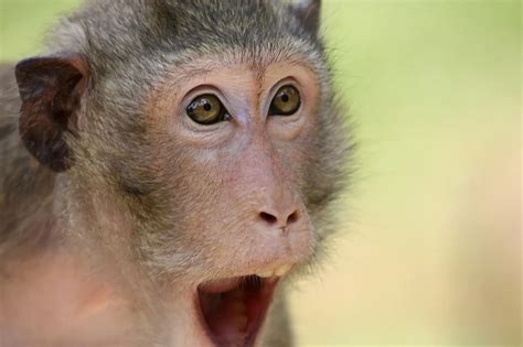 Surprised Monkey