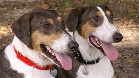 Meet the couple who cloned their dog – twice - TODAY.com