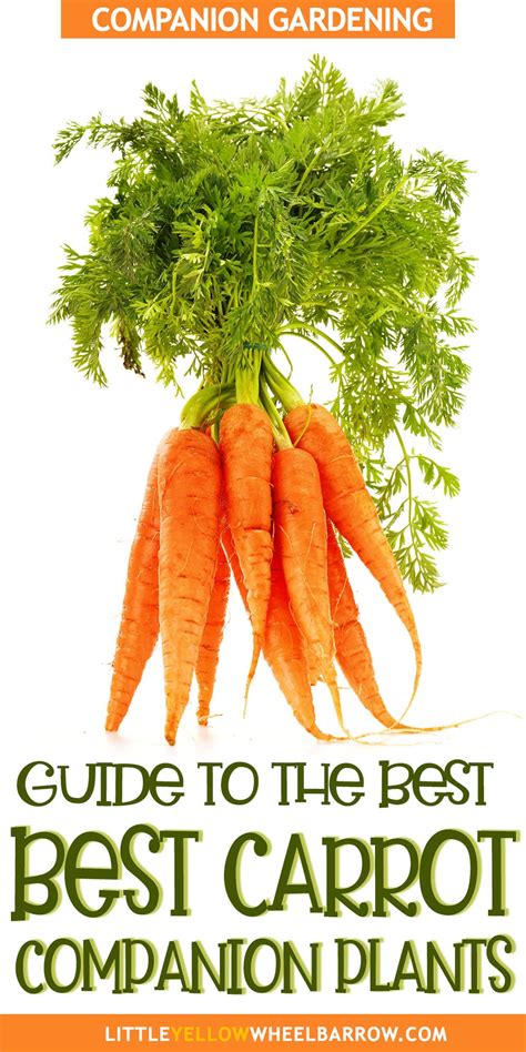 The Best Carrot Companion Plants For Your Garden