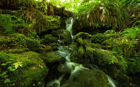 Jungle Foliage Dense Vegetation And Mountainous River Waterfall Rock Fern Moss Wallpaper Hd Free ...