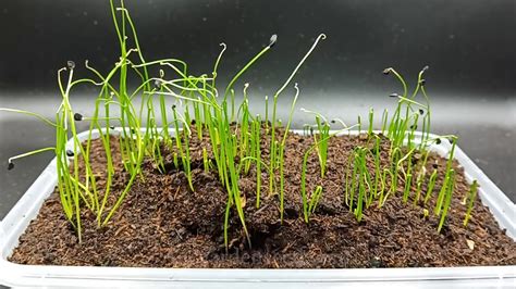 Chives From Seed Germination Time Lapse - YouTube