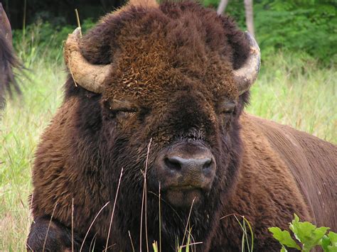 American Bison - Brown Photo (28316934) - Fanpop