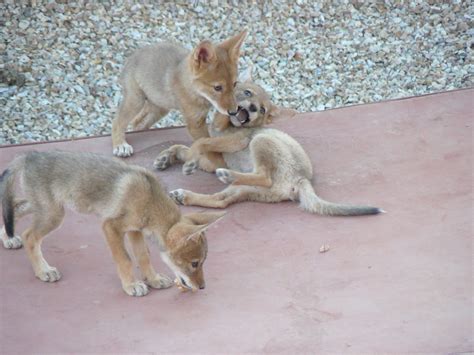 Wild Urban Coyotes Playing | Urban wild coyote pups play on … | Flickr