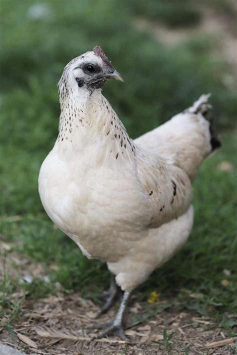 Mosaic Chicken: Eggs, Temperament, Size and Raising Tips