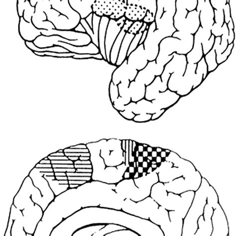 The homunculus on somatosensory cortex. Body parts with the highest ...