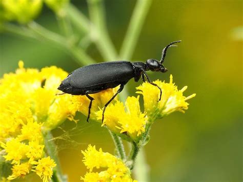 Black Blister Beetle: Identification, Life Cycle, Facts & Pictures