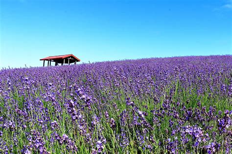 2,400+ Hokkaido Lavender Stock Photos, Pictures & Royalty-Free Images - iStock