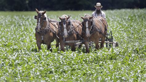 The Amish Farmers Reinventing Organic Agriculture - The Atlantic