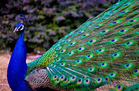 3840x2535 peacock 4k high res wallpaper Peacock Images, Peacock ...