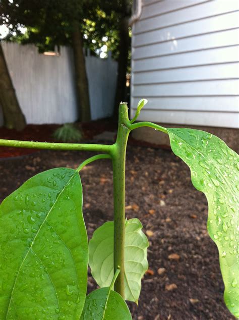 Avocado | Training a young avocado plant in container