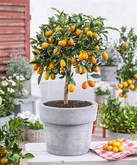 10 Best Citrus Trees for Containers (Growing Citrus In Pots)