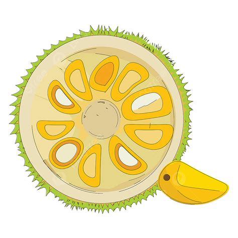 Jackfruit Vector PNG Images, Halved Jackfruit Vector Or Color ...