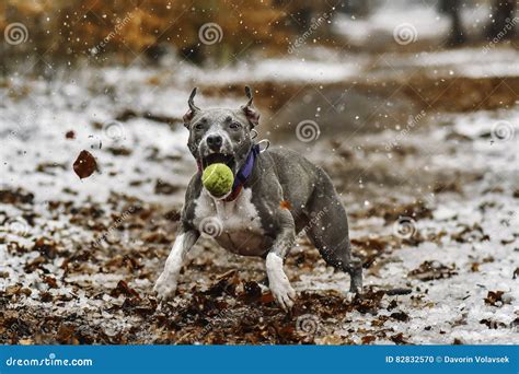 Catch the ball. stock photo. Image of game, cute, play - 82832570