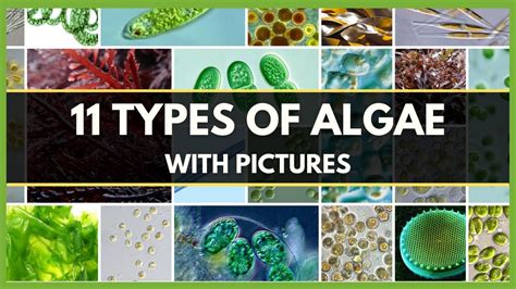 Types Of Algae