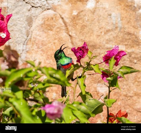 Sunbird Feeding High Resolution Stock Photography and Images - Alamy