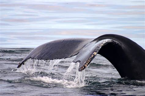 New England Aquarium Whale Watch - Best Boston