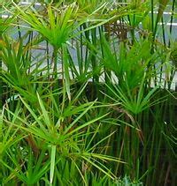 Cyperus alternifolius | Houseplant Wiki | FANDOM powered by Wikia