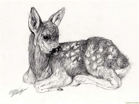 fawn drawing | Animal drawings, Drawings, Cartoon painting