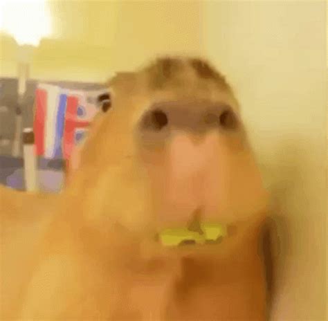 Capybara Eating GIF - Capybara Eating Lettuce - GIF'leri Keşfedin ve Paylaşın