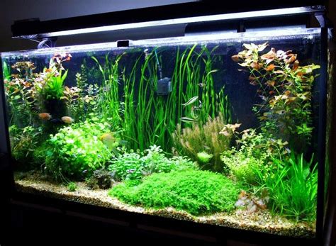 Photo #1 - 77 Gallon Amazon Tank - I Started 10 Years Ago Wi...