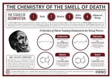 Infographic : Stages of Decomposition - Infographic.tv - Number one infographics & data Data ...