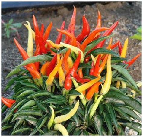 Buy Ornamental Veg Plant Seeds Ornamental Chilli Imported Hot Chili Pepper Plants Seeds For ...