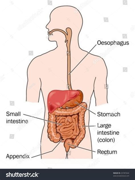 Human Digestive System Labeled Stock Vector (Royalty Free) 25787644 ...