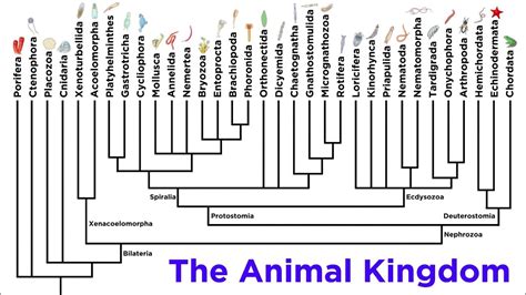 Animal Kingdom Taxonomy