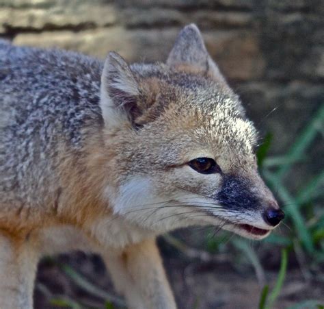 The Swift Fox (Vulpes velox) | The Swift fox (Vulpes velox) … | Flickr