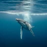 whale