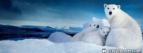 Polar Bear And Cubs Facebook Cover Facebook Timeline Cover | Polar bear, Facebook cover ...