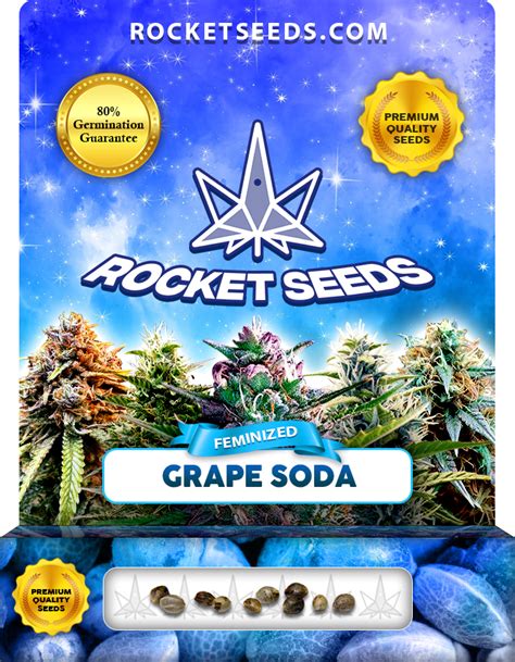 Grape Soda Strain Feminized Marijuana Seeds - Rocket Seeds