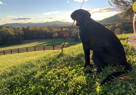 Cooper is loving the fall weather : r/Blacklabs