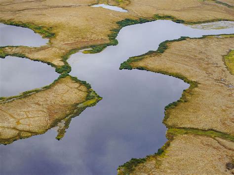 Conservation | Birds, Cornell Lab of Ornithology