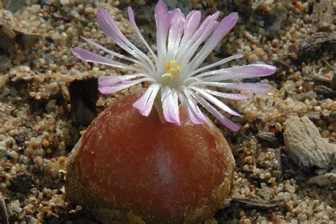 Conophytum burgeri: The Plant That Looks Like It's From Another Planet | Succulent Alley