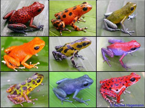 Ranas venenosas | Sapos y ranas, Ranas de colores, Ranas