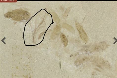 Feather? - Fossil ID - The Fossil Forum