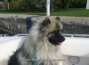 Clingmey Keeshonden puppies for sale. Keeshond Family Breeder in New Jersey