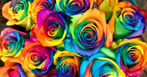 DIY Summer Rainbow Roses