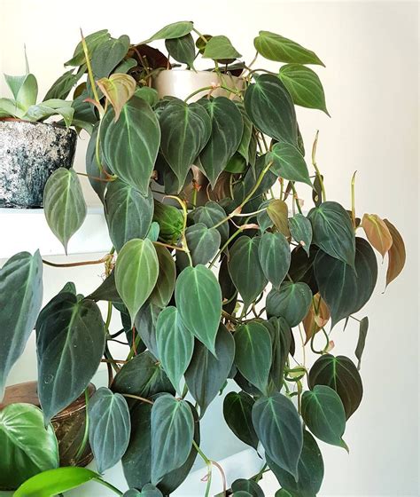 Pothos Money Plant Pothos Philodendron Types