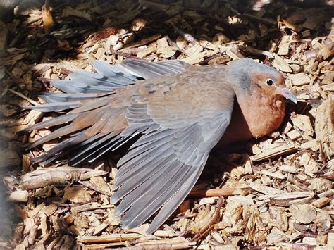 'Extinct' doves hatch at Birdworld | Discover Animals