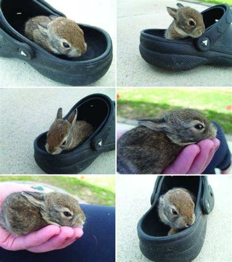 Bunny Slippers - 1Funny.com