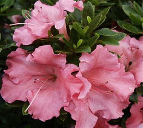 Gumpo Pink Dwarf Azalea | New Life Nursery