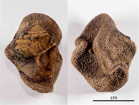 Encrusting Sponges? - General Fossil Discussion - The Fossil Forum