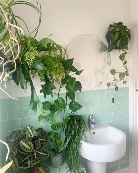 18 Best Hanging Plant Ideas For Bathroom That Will Make It Full Of Life