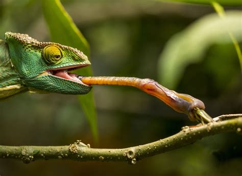 A chameleon catching dinner | Ящерицы