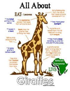 Giraffe Activity Placemat | Giraffes | Animal worksheets, Giraffe facts for kids, Giraffe facts